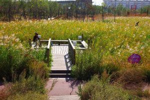 Humedal en el jardin