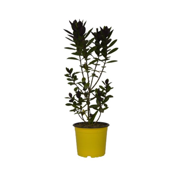 Hebe planta ornamental
